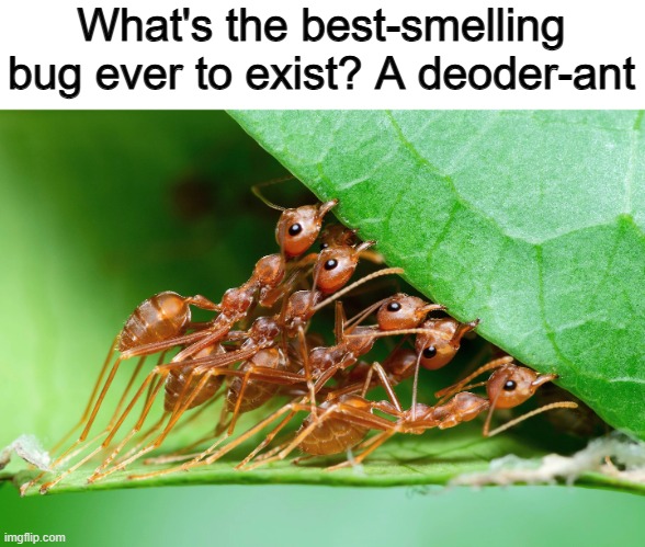 ... | What's the best-smelling bug ever to exist? A deoder-ant | made w/ Imgflip meme maker