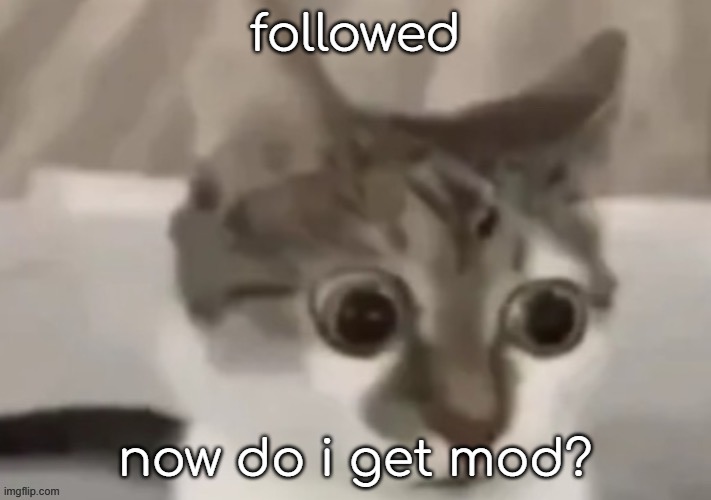 bombastic side eye cat | followed; now do i get mod? | image tagged in bombastic side eye cat | made w/ Imgflip meme maker