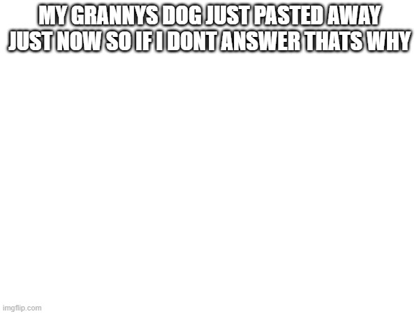 MY GRANNYS DOG JUST PASTED AWAY JUST NOW SO IF I DONT ANSWER THATS WHY | made w/ Imgflip meme maker
