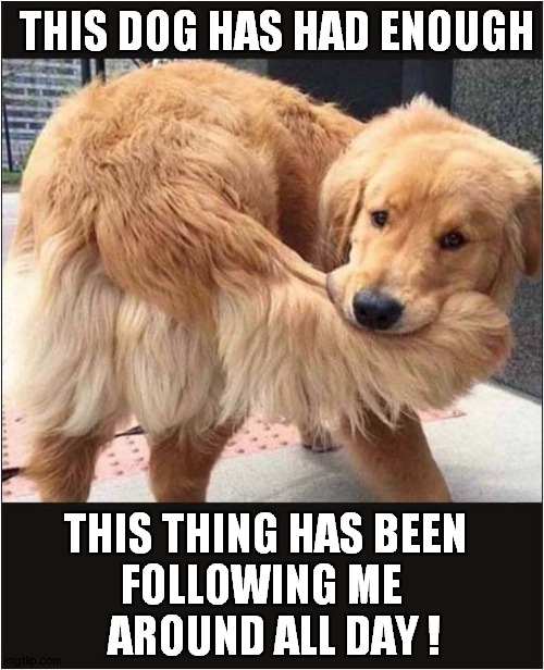 Tail Biting | THIS DOG HAS HAD ENOUGH; THIS THING HAS BEEN
FOLLOWING ME 
  AROUND ALL DAY ! | image tagged in dogs,tails,biting | made w/ Imgflip meme maker