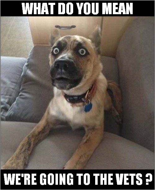 Look At Those Eyes ! | WHAT DO YOU MEAN; WE'RE GOING TO THE VETS ? | image tagged in dogs,eyes,vets | made w/ Imgflip meme maker