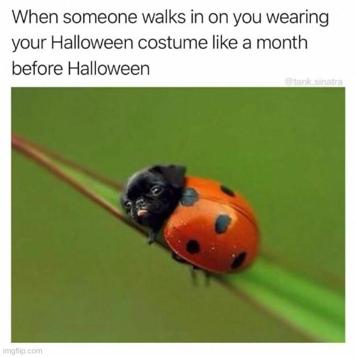 I do what i want okay? | image tagged in halloween,spooky,dog,costume | made w/ Imgflip meme maker