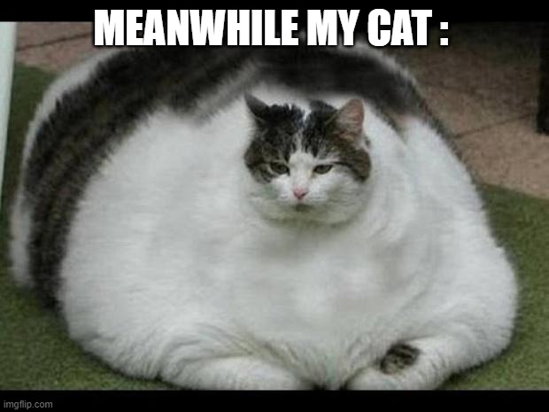 fat cat 2 | MEANWHILE MY CAT : | image tagged in fat cat 2 | made w/ Imgflip meme maker