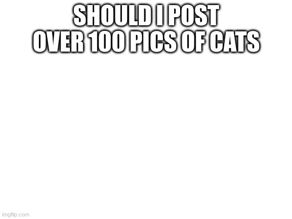 one by one to make mods mad | SHOULD I POST OVER 100 PICS OF CATS | image tagged in blank white template | made w/ Imgflip meme maker