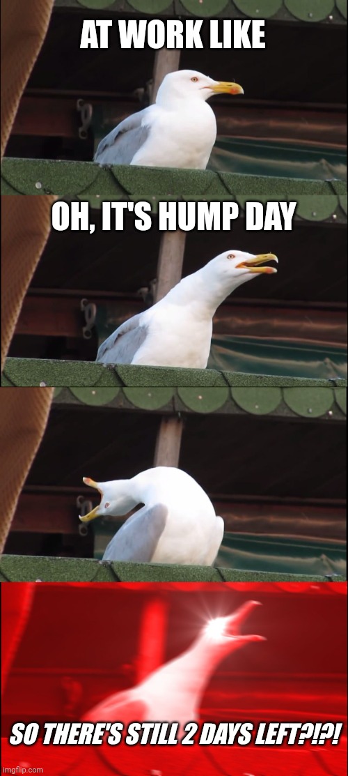 Humo day vibe | AT WORK LIKE; OH, IT'S HUMP DAY; SO THERE'S STILL 2 DAYS LEFT?!?! | image tagged in memes,inhaling seagull | made w/ Imgflip meme maker