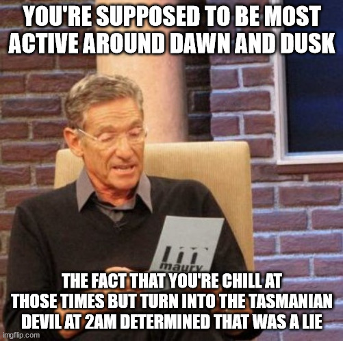Maury Lie Detector | YOU'RE SUPPOSED TO BE MOST ACTIVE AROUND DAWN AND DUSK; THE FACT THAT YOU'RE CHILL AT THOSE TIMES BUT TURN INTO THE TASMANIAN DEVIL AT 2AM DETERMINED THAT WAS A LIE | image tagged in memes,maury lie detector,AdviceAnimals | made w/ Imgflip meme maker