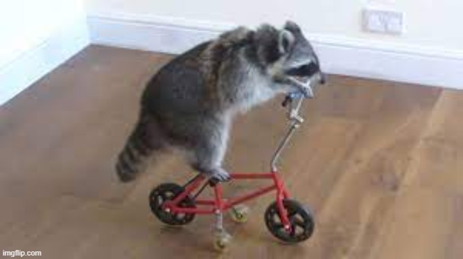 Tricycle Racoon | image tagged in racoon | made w/ Imgflip meme maker