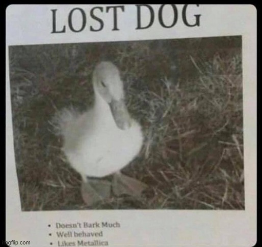 Lost dog | image tagged in duck,dog | made w/ Imgflip meme maker