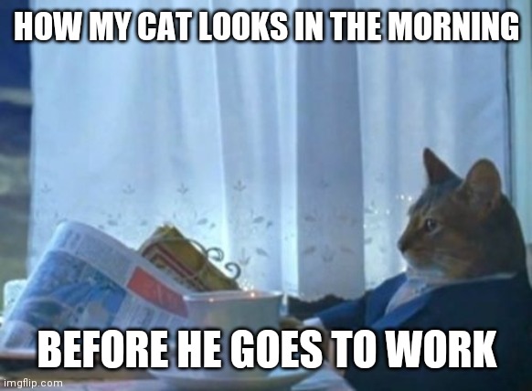 Cat in the morning | HOW MY CAT LOOKS IN THE MORNING; BEFORE HE GOES TO WORK | image tagged in memes,i should buy a boat cat,funny memes | made w/ Imgflip meme maker