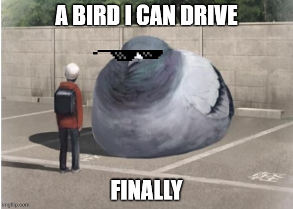 bird | A BIRD I CAN DRIVE; FINALLY | image tagged in bird | made w/ Imgflip meme maker