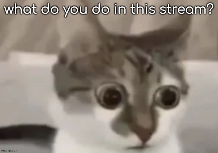 what do can i do here | what do you do in this stream? | image tagged in bombastic side eye cat | made w/ Imgflip meme maker