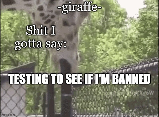 -giraffe- | TESTING TO SEE IF I'M BANNED | image tagged in -giraffe- | made w/ Imgflip meme maker