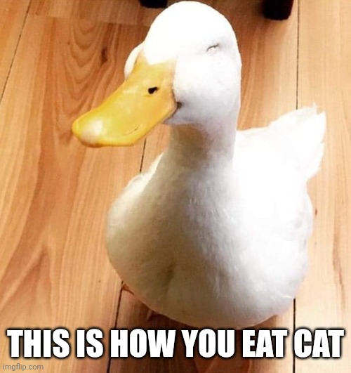 SMILE DUCK | THIS IS HOW YOU EAT CAT | image tagged in smile duck | made w/ Imgflip meme maker