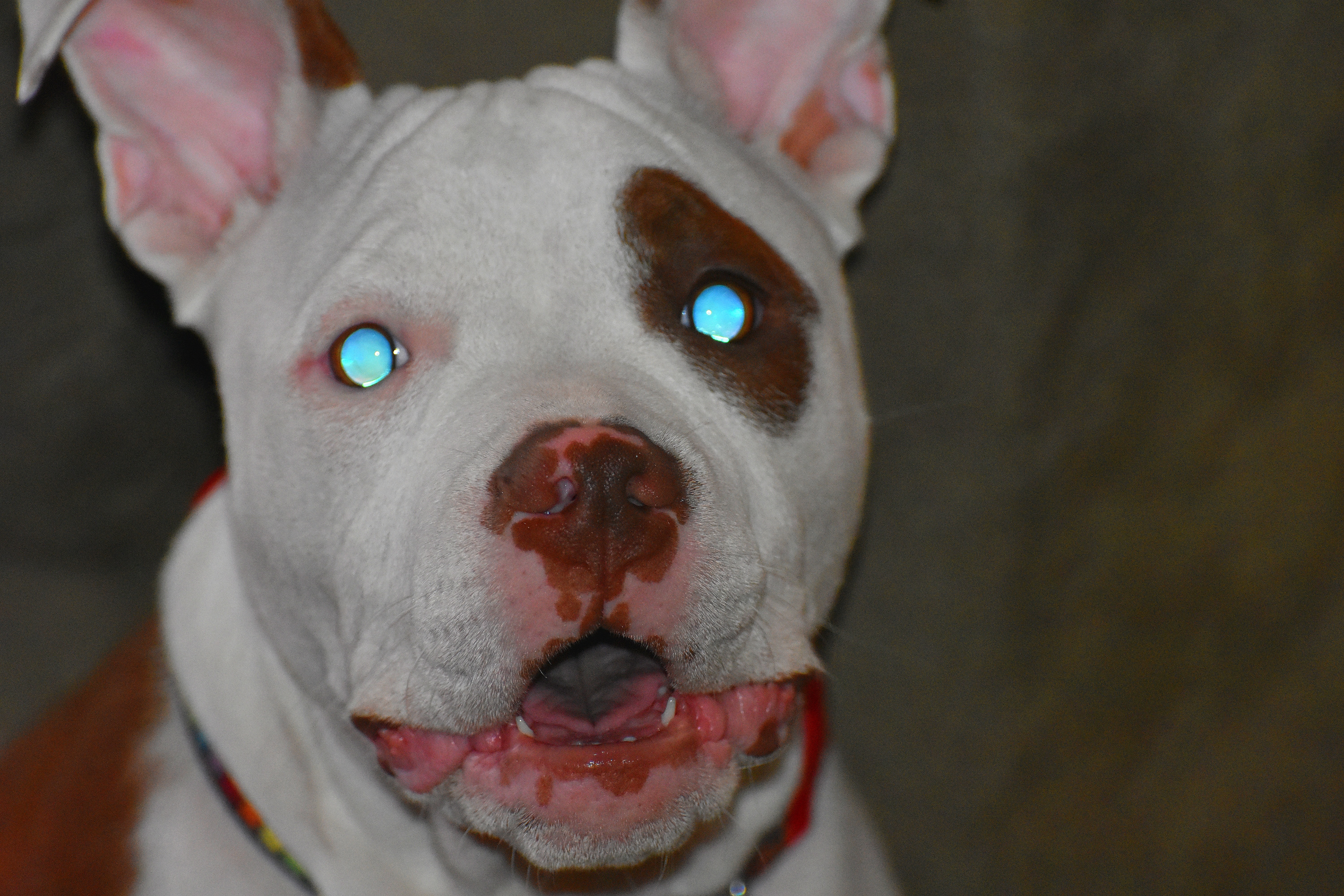 Leecy | image tagged in leecy,my grand dog | made w/ Imgflip meme maker