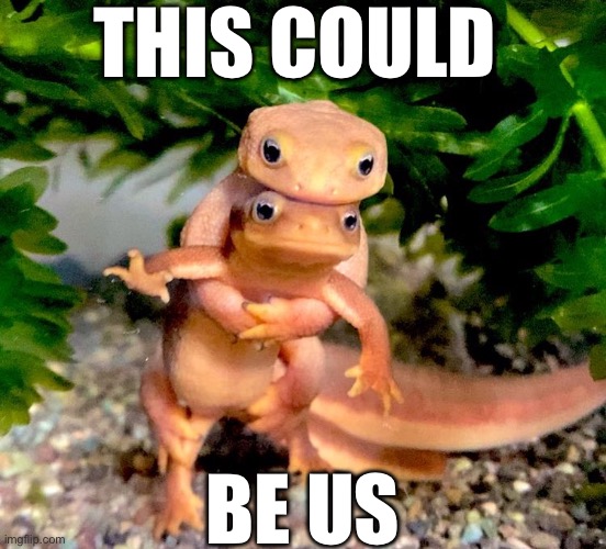This Could Be Us ( Newts ) | THIS COULD; BE US | image tagged in this could be us,animals,funny animals,cute animals,animal meme | made w/ Imgflip meme maker