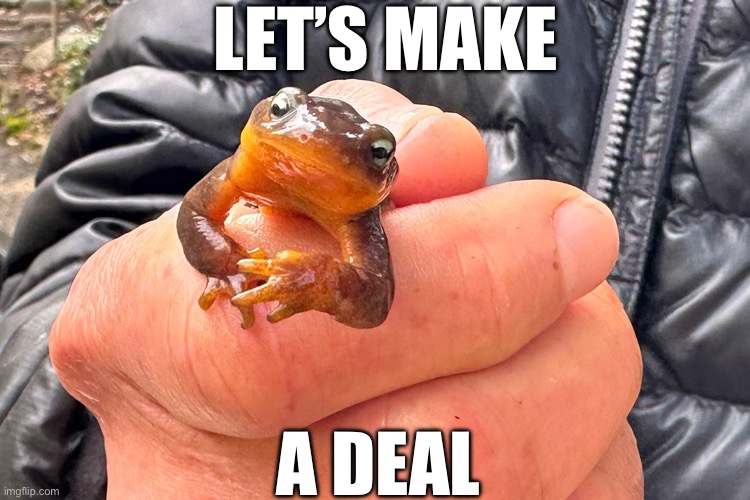 Let’s Make a Deal ( Newt ) | LET’S MAKE; A DEAL | image tagged in deal,dealer,funny animals,cute animals,animals | made w/ Imgflip meme maker