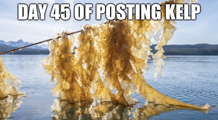 Kelp | DAY 45 OF POSTING KELP | image tagged in kelp | made w/ Imgflip meme maker