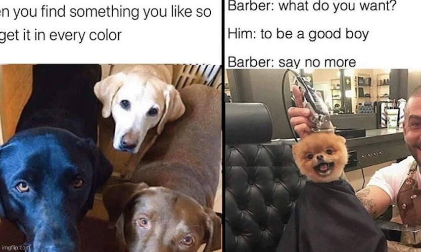 image tagged in dogs | made w/ Imgflip meme maker