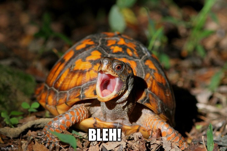 Bleh! ( Box Turtle ) | BLEH! | image tagged in animals,cute animals,funny animals,funny animal meme,animal meme,bleh | made w/ Imgflip meme maker