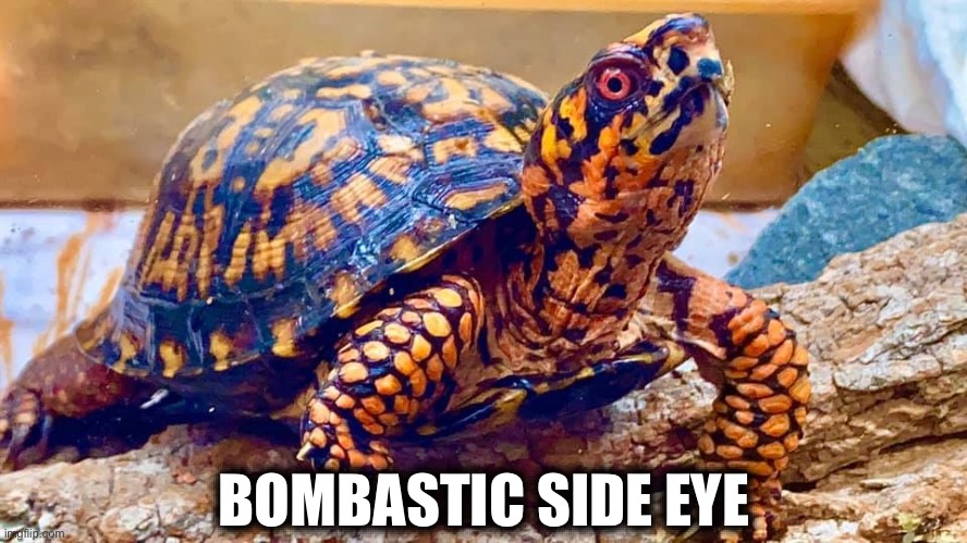 Bombastic Side Eye ( Box Turtle ) | BOMBASTIC SIDE EYE | image tagged in animal meme,funny animal meme,cute animals,side eye,turtle,i like turtles | made w/ Imgflip meme maker