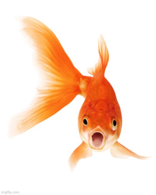 Goldfish | image tagged in goldfish | made w/ Imgflip meme maker