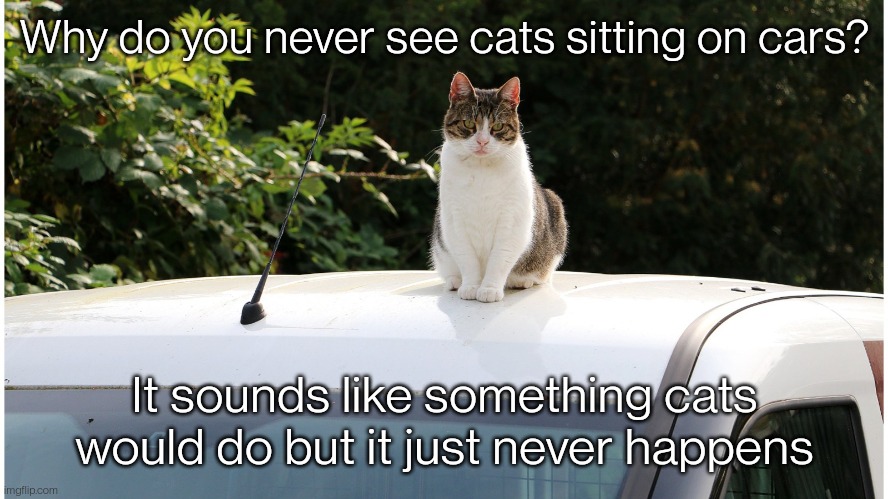 I think it's a conspiracy | Why do you never see cats sitting on cars? It sounds like something cats would do but it just never happens | image tagged in cats,cat,meow,cars | made w/ Imgflip meme maker