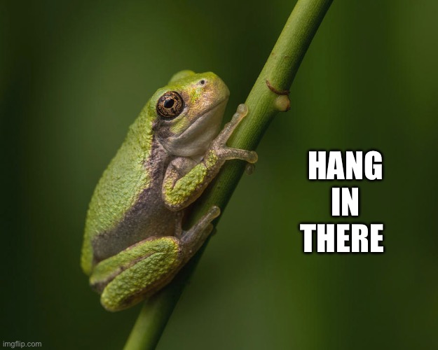 Hang in There ( Frog ) | HANG IN THERE | image tagged in frog,hang in there,cute animals,animal meme,funny animal meme | made w/ Imgflip meme maker