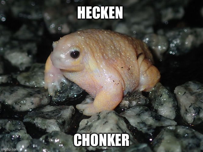 Hecken Chonker ( Turtle Frog ) | HECKEN; CHONKER | image tagged in chonker,frog,animals,funny animals,cute animals,funny animal meme | made w/ Imgflip meme maker