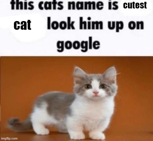 this cats name is x look him up on google | cutest; cat | image tagged in this cats name is x look him up on google | made w/ Imgflip meme maker