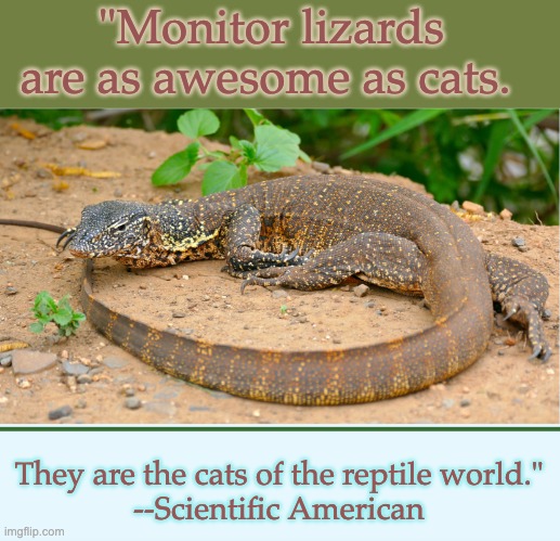 Or maybe cats are as awesome as monitor lizards | "Monitor lizards are as awesome as cats. They are the cats of the reptile world."
--Scientific American | image tagged in lizards,cats,cute,awesome,science | made w/ Imgflip meme maker