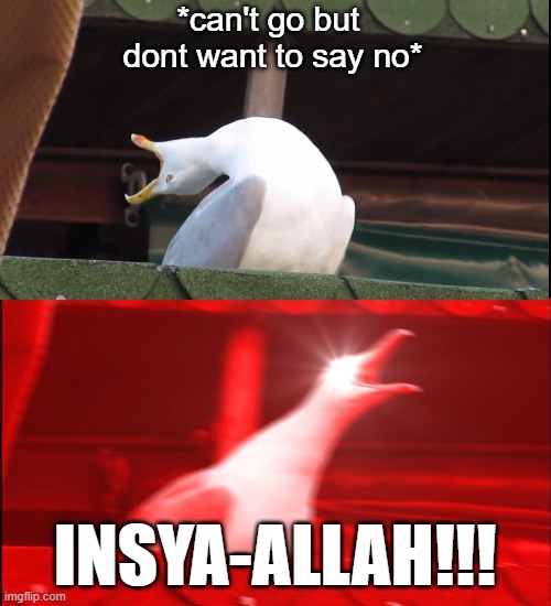 so malay | *can't go but 
dont want to say no*; INSYA-ALLAH!!! | image tagged in screaming bird | made w/ Imgflip meme maker