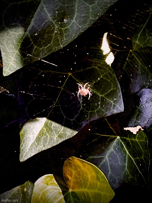 I just kinda edited the crap out of a picture I took of a spider on a leaf | made w/ Imgflip meme maker