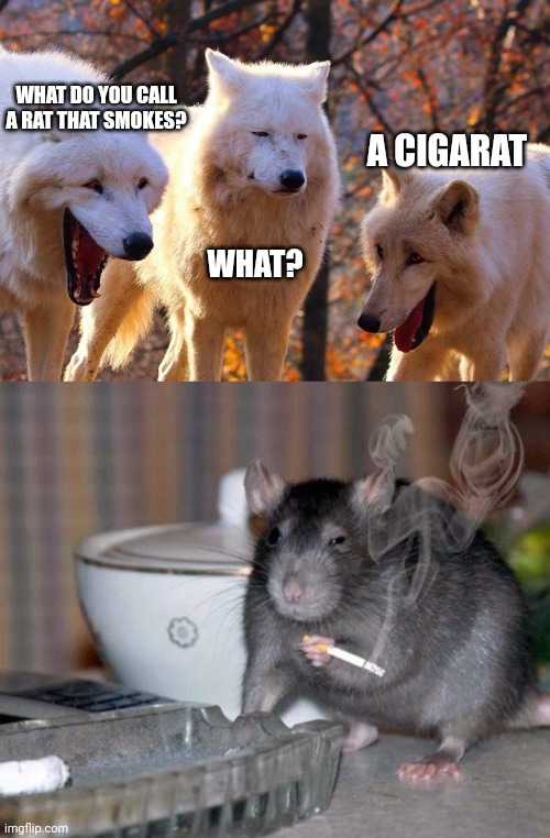 WHAT DO YOU CALL A RAT THAT SMOKES? A CIGARAT; WHAT? | image tagged in 2/3 wolves laugh,smoking rat | made w/ Imgflip meme maker