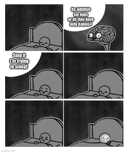 Jelly Babies? | Do Jellyfish lay eggs or do they have Jelly Babies? Stop it I'm trying to sleep! | image tagged in stop it i'm trying to sleep brain | made w/ Imgflip meme maker