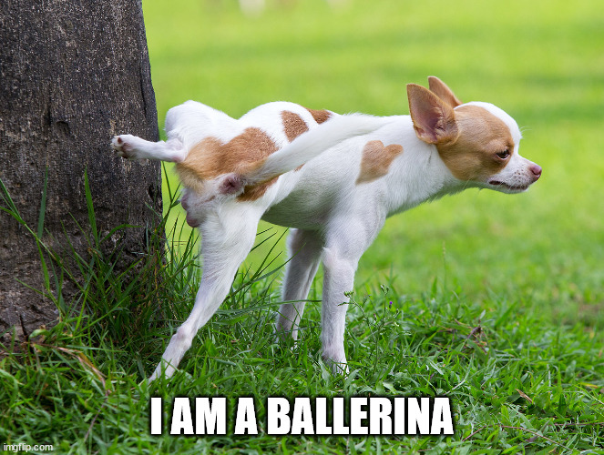 Dog peeing on tree | I AM A BALLERINA | image tagged in dog peeing on tree | made w/ Imgflip meme maker