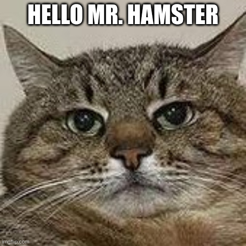 Hello mr. hamster | HELLO MR. HAMSTER | image tagged in stepan cat | made w/ Imgflip meme maker