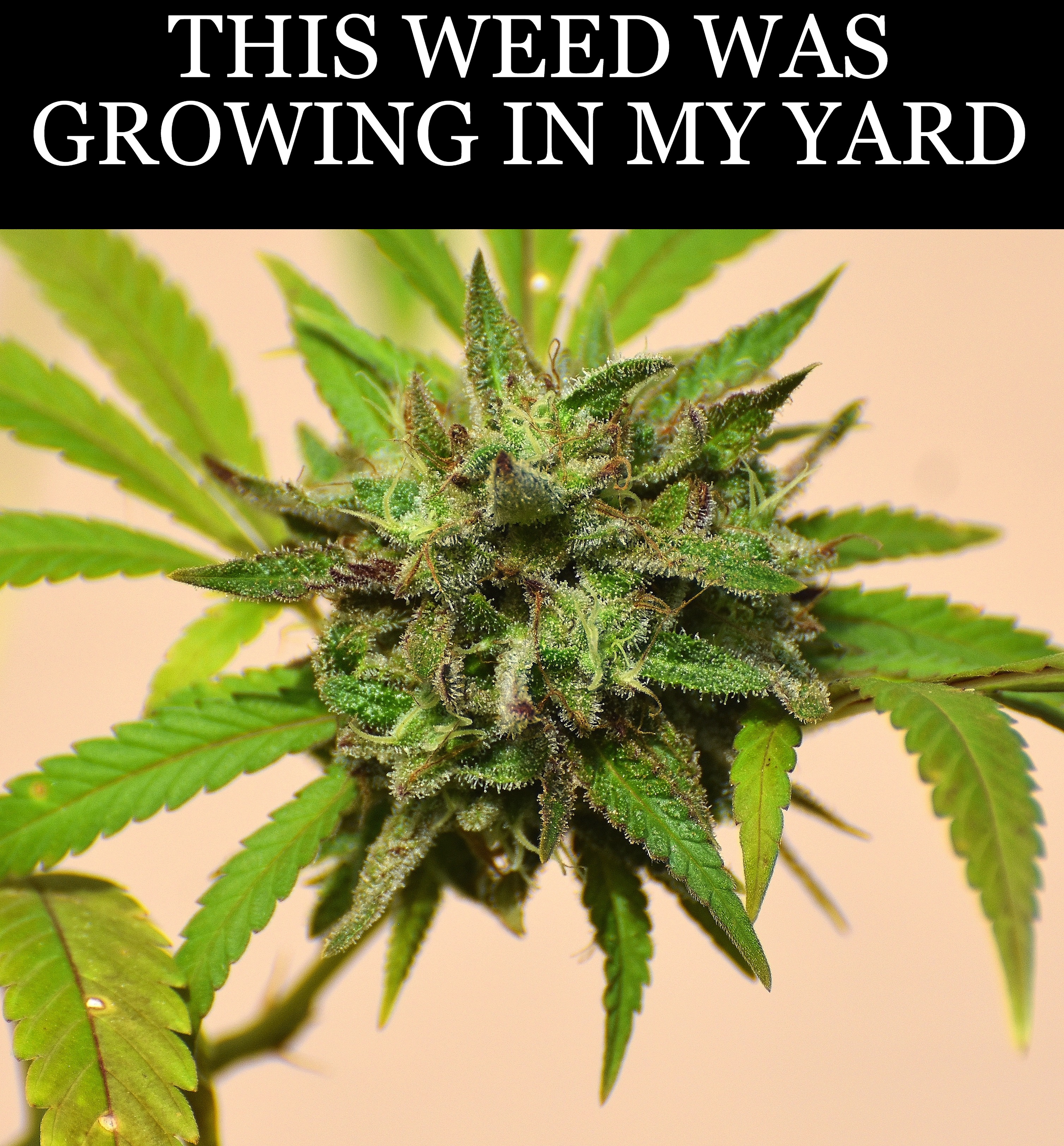 weed | THIS WEED WAS GROWING IN MY YARD | made w/ Imgflip meme maker