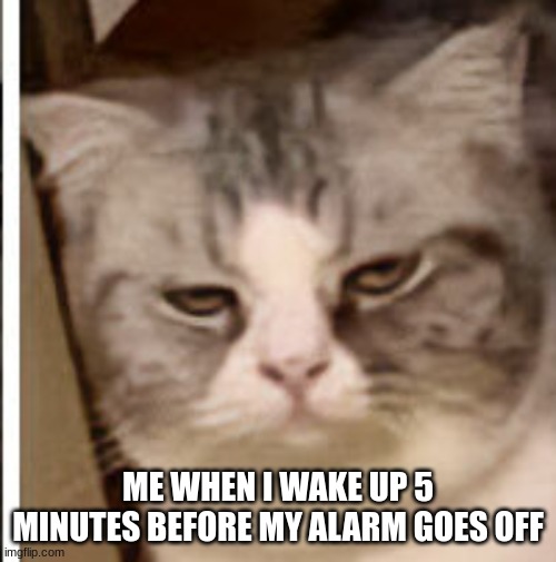 i know i'm not the only one | ME WHEN I WAKE UP 5 MINUTES BEFORE MY ALARM GOES OFF | image tagged in cat | made w/ Imgflip meme maker