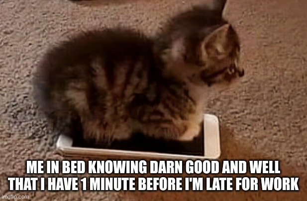 kitten on phone | ME IN BED KNOWING DARN GOOD AND WELL THAT I HAVE 1 MINUTE BEFORE I'M LATE FOR WORK | image tagged in cat | made w/ Imgflip meme maker