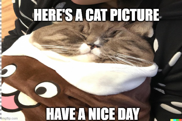 here | HERE'S A CAT PICTURE; HAVE A NICE DAY | image tagged in cat | made w/ Imgflip meme maker