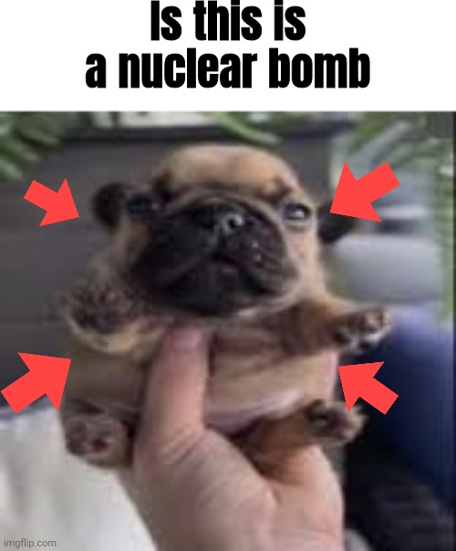 Fat fucking dog | Is this is a nuclear bomb | image tagged in fat fucking dog,shitpost,msmg,oh wow are you actually reading these tags | made w/ Imgflip meme maker