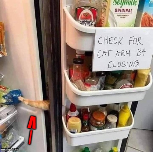 Felix is too smart for his own good... | | 
V | image tagged in vince vance,cats,arm,refrigerator,funny cat memes,meow | made w/ Imgflip meme maker