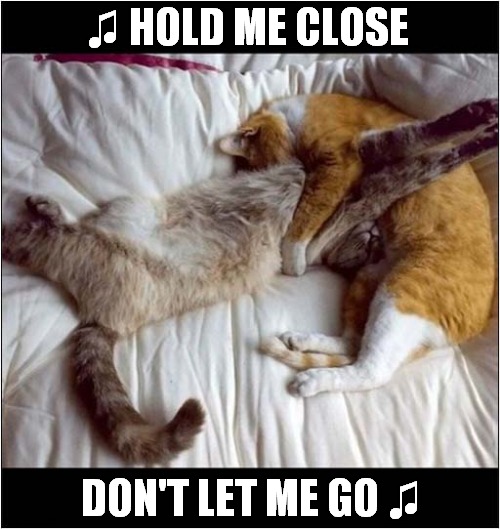 An Odd Sleeping Position ... | ♫ HOLD ME CLOSE; DON'T LET ME GO ♫ | image tagged in cats,sleeping,song lyrics | made w/ Imgflip meme maker
