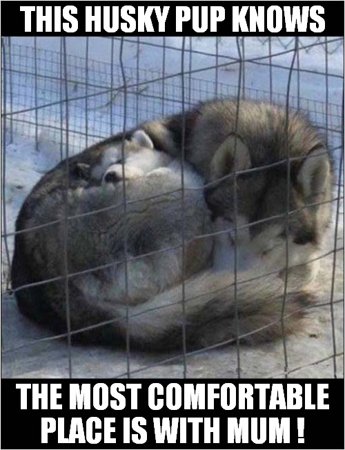 Mmm ... Toasty ! | THIS HUSKY PUP KNOWS; THE MOST COMFORTABLE PLACE IS WITH MUM ! | image tagged in dogs,husky,pup,toasty | made w/ Imgflip meme maker