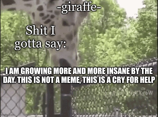 -giraffe- | I AM GROWING MORE AND MORE INSANE BY THE DAY. THIS IS NOT A MEME, THIS IS A CRY FOR HELP | image tagged in -giraffe- | made w/ Imgflip meme maker