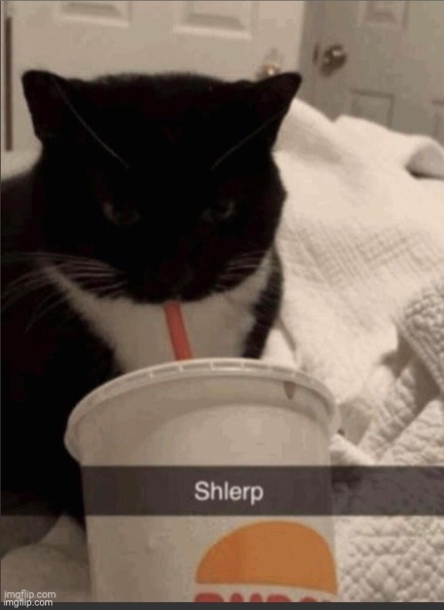 Shlerp | image tagged in memes,funny | made w/ Imgflip meme maker