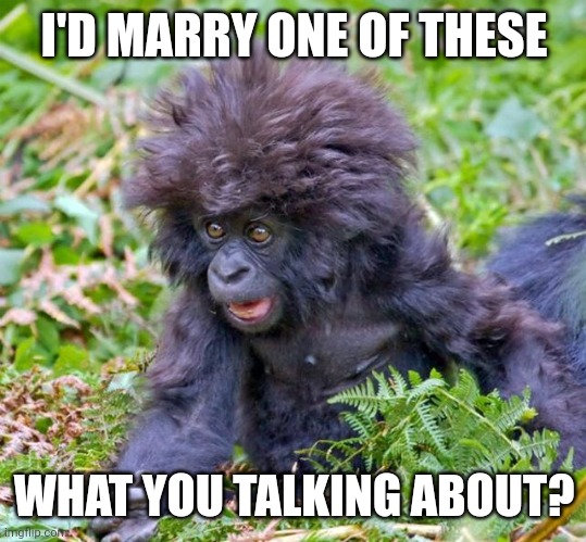 baby gorilla | I'D MARRY ONE OF THESE WHAT YOU TALKING ABOUT? | image tagged in baby gorilla | made w/ Imgflip meme maker