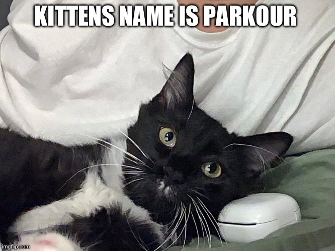 Kitty | KITTENS NAME IS PARKOUR | image tagged in cats | made w/ Imgflip meme maker