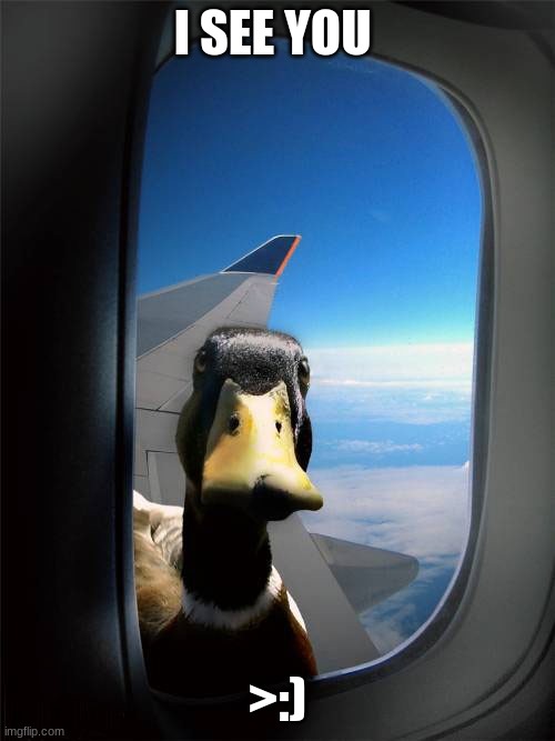 Dedacated to Iceu :) | I SEE YOU; >:) | image tagged in duck plane window | made w/ Imgflip meme maker