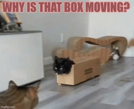 But why? Why would you do that? | WHY IS THAT BOX MOVING? | image tagged in cats,boxes | made w/ Imgflip meme maker